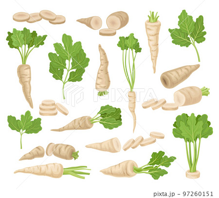 Parsnip Root Vegetable and Top Leaves Big Vector Set Parsnip Root Vegetable and Top Leaves Big Vector Set 97260151