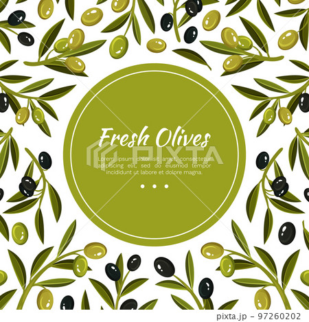 Olive Branches Banner Design with Green and Black Fruit Vector Template Olive Branches Banner Design with Green and Black Fruit Vector Template 97260202