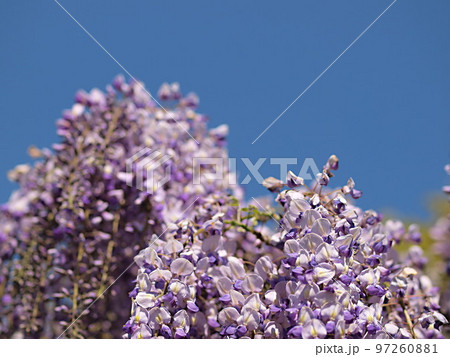 青空と開花を始めたフジの花 97260881
