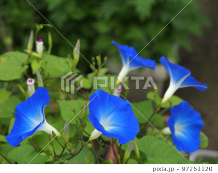 青いアサガオの花 青いアサガオの花 97261120