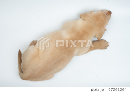 Labrador cub above top view Labrador cub above top view 97261264