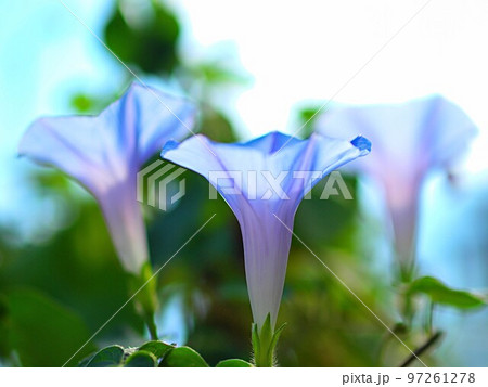 青いアサガオの花 97261278