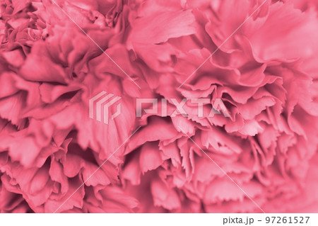 Close-up of pink carnation flower. Abstract nature background. Close-up of pink carnation flower. Abstract nature background. 97261527