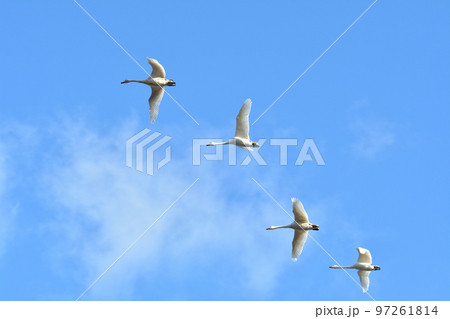 白鳥の飛翔 97261814
