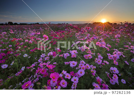 埼玉県鴻巣市明用　鴻巣コスモスアリーナふきあげ周辺の荒川河川敷に咲くコスモス畑と夕陽 97262136