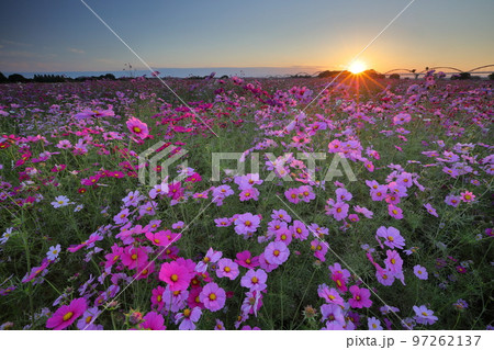 埼玉県鴻巣市明用　鴻巣コスモスアリーナふきあげ周辺の荒川河川敷に咲くコスモス畑と夕陽 97262137