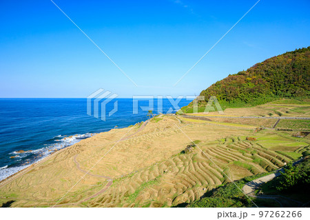 秋の白米千枚田 石川県輪島市 秋の白米千枚田 石川県輪島市 97262266