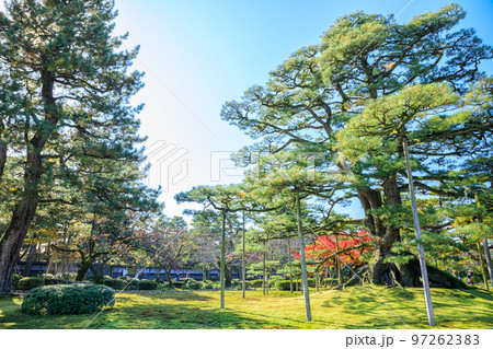 秋の兼六園　根上松　石川県金沢市 97262383