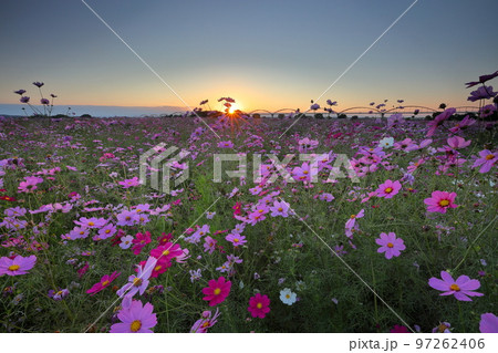 埼玉県鴻巣市明用　鴻巣コスモスアリーナふきあげ周辺の荒川河川敷に咲くコスモス畑と夕焼け空 97262406