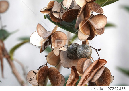 茶色いジネンジョの実とムカゴの実 97262883