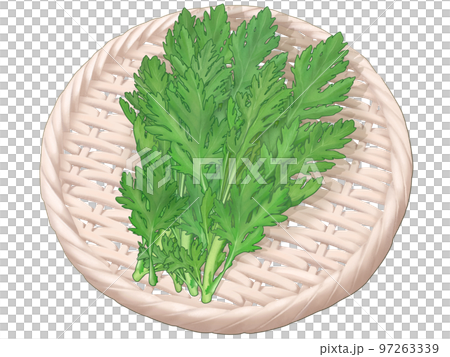 竹のザルに盛った春菊の新鮮なリアルテイストの手描きイラスト 竹のザルに盛った春菊の新鮮なリアルテイストの手描きイラスト 97263339