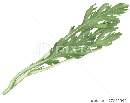 フレッシュな春菊のリアルなテイストの手描きイラスト 97263343