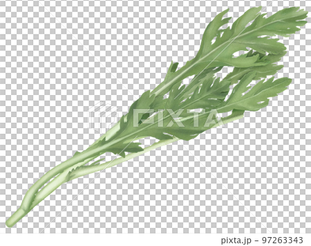 フレッシュな春菊のリアルなテイストの手描きイラスト 97263343