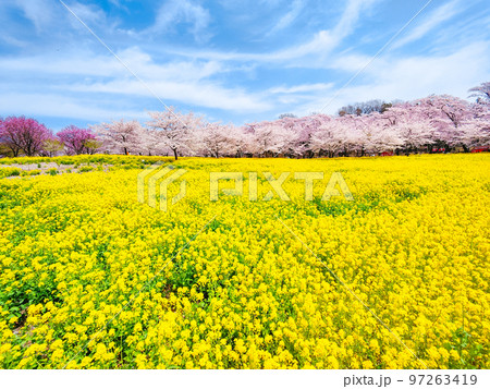 赤城南面千本桜と菜の花 97263419