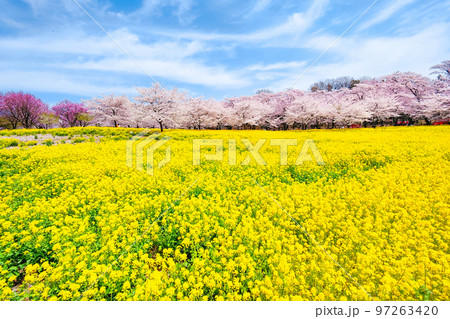 赤城南面千本桜と菜の花 赤城南面千本桜と菜の花 97263420