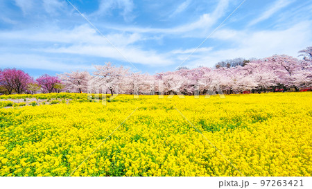 赤城南面千本桜と菜の花 97263421