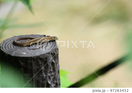 日向ぼっこするカナヘビ 97263452