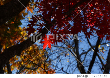 一箇所だけ燃える紅葉 97263836