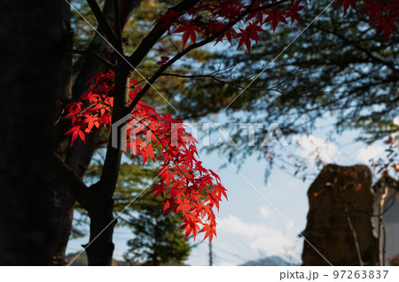 日陰で燃える紅葉 97263837