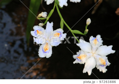 せせらぎに咲くシャガの花 97263886