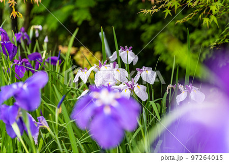 最高に美しい大自然の光芒を浴びる花菖蒲(花しょうぶ)「穴場観光名所：大自然　山都町米迫地区」 97264015