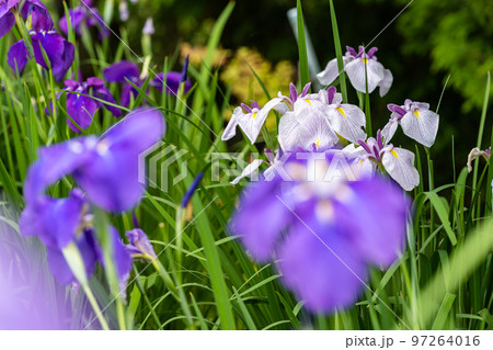最高に美しい大自然の光芒を浴びる花菖蒲(花しょうぶ)「穴場観光名所：大自然　山都町米迫地区」 97264016