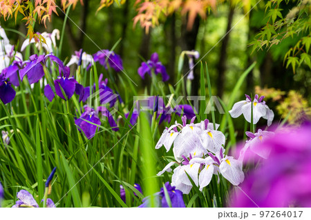 最高に美しい大自然の光芒を浴びる花菖蒲(花しょうぶ)「穴場観光名所：大自然　山都町米迫地区」 97264017