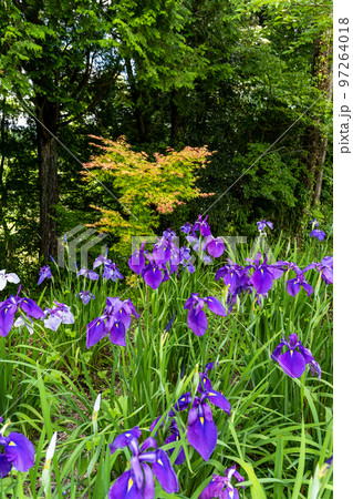 最高に美しい大自然の光芒を浴びる花菖蒲(花しょうぶ)「穴場観光名所：大自然　山都町米迫地区」 97264018