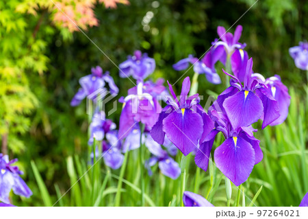 最高に美しい大自然の光芒を浴びる花菖蒲(花しょうぶ)「穴場観光名所：大自然　山都町米迫地区」 97264021