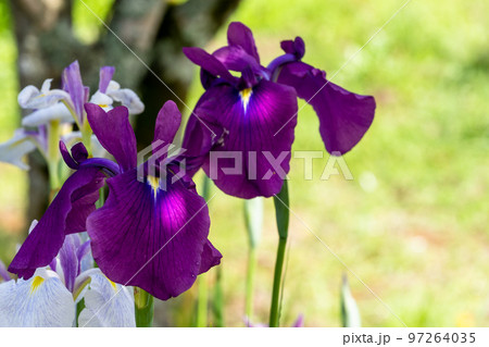 最高に美しい大自然の光芒を浴びる花菖蒲(花しょうぶ)「穴場観光名所：大自然　山都町米迫地区」 97264035
