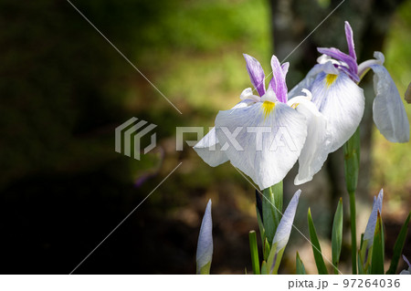 最高に美しい大自然の光芒を浴びる花菖蒲(花しょうぶ)「穴場観光名所:大自然 山都町米迫地区」 最高に美しい大自然の光芒を浴びる花菖蒲(花しょうぶ)「穴場観光名所:大自然 山都町米迫地区」 97264036