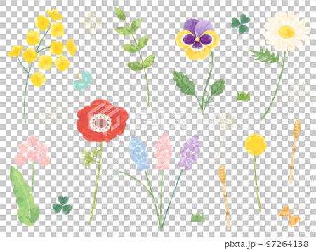 菜の花やパンジー・アネモネなどのの春の花のイラストのセット 菜の花やパンジー・アネモネなどのの春の花のイラストのセット 97264138