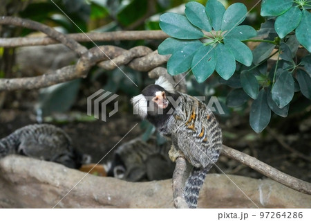 木の上でのんびりくつろぐコモンマーモセット 97264286