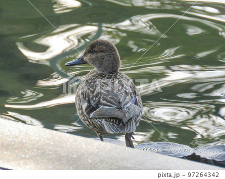 水辺に佇むコガモのメス 水辺に佇むコガモのメス 97264342