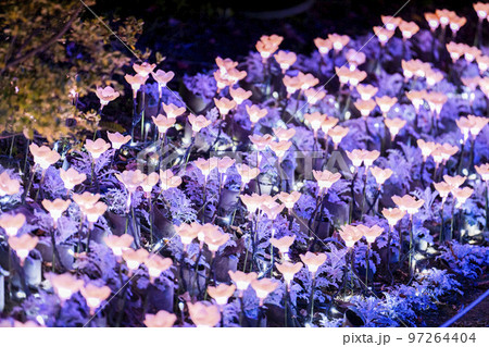あしかがフラワーパークのイルミネーション 光の花の庭 栃木県足利市 あしかがフラワーパークのイルミネーション 光の花の庭 栃木県足利市 97264404