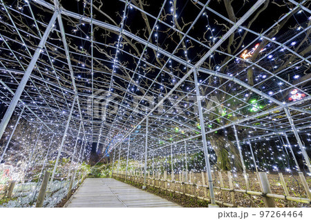 あしかがフラワーパークのイルミネーション 光の花の庭 栃木県足利市 あしかがフラワーパークのイルミネーション 光の花の庭 栃木県足利市 97264464