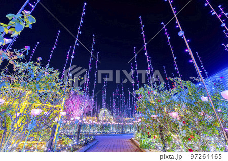 あしかがフラワーパークのイルミネーション 光の花の庭 栃木県足利市 あしかがフラワーパークのイルミネーション 光の花の庭 栃木県足利市 97264465