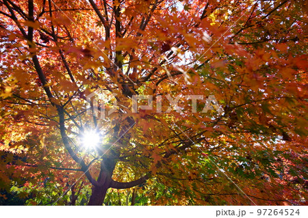 京都和束正法寺・紅葉の木漏れ日 京都和束正法寺・紅葉の木漏れ日 97264524