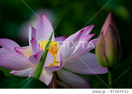 蓮の花 蓮の花 97264532