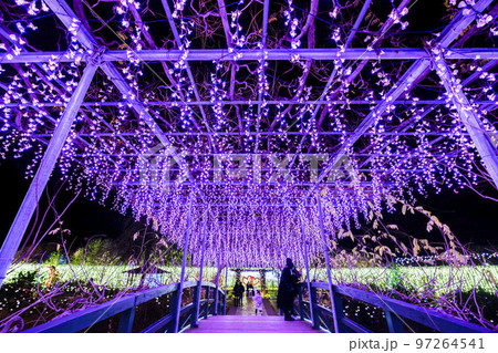 あしかがフラワーパークのイルミネーション　光の花の庭　栃木県足利市 97264541