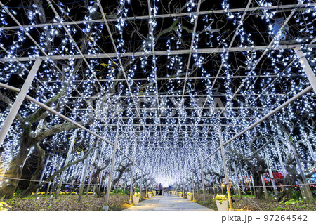 あしかがフラワーパークのイルミネーション　光の花の庭　栃木県足利市 97264542