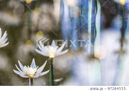 あしかがフラワーパークのイルミネーション　光の花の庭　栃木県足利市 97264553
