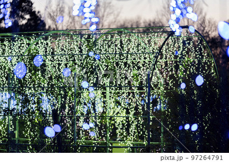 あしかがフラワーパークのイルミネーション　光の花の庭　栃木県足利市 97264791