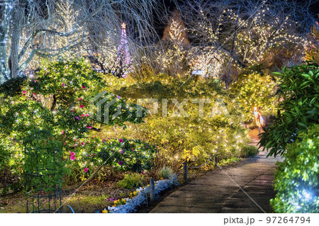 あしかがフラワーパークのイルミネーション 光の花の庭 栃木県足利市 あしかがフラワーパークのイルミネーション 光の花の庭 栃木県足利市 97264794