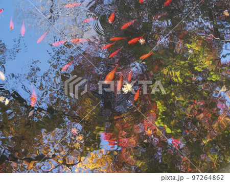 紅葉が映り込む寺院の池 紅葉が映り込む寺院の池 97264862