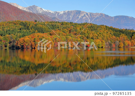 長野県大町市平　青木湖畔の朝日を受ける山の紅葉と冠雪した白馬連山と湖面の水鏡 97265135