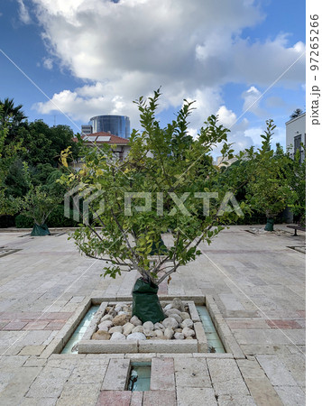 Orange tree in the Little Park in the quarter of Neve Tzedek Orange tree in the Little Park in the quarter of Neve Tzedek 97265266