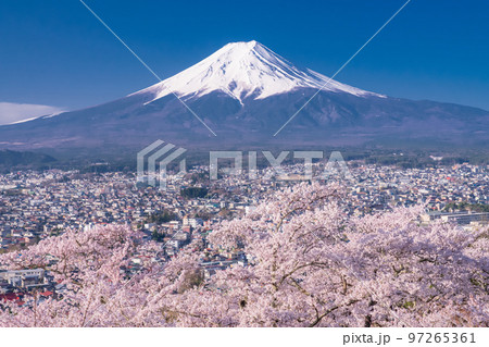 《山梨県》富士山と満開の桜・春の新倉山浅間公園 97265361
