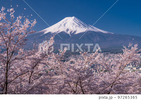 《山梨県》富士山と満開の桜・春の新倉山浅間公園 97265365