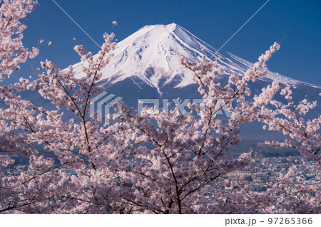 《山梨県》富士山と満開の桜・春の新倉山浅間公園 97265366